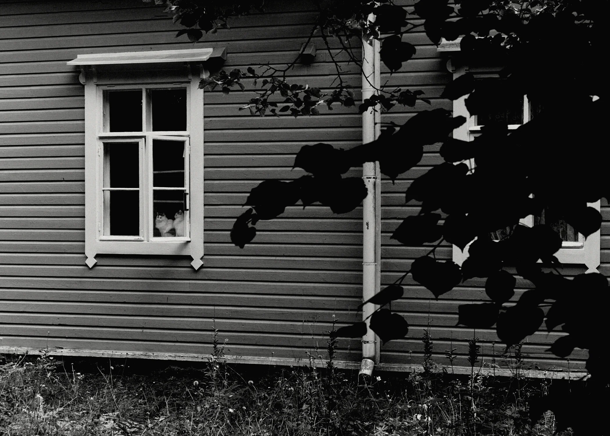 A black and white photograph of two white cats looking out through an open window of a traditional wooden house, framed by tree leaves in the foreground in Punkaharju, Finland.