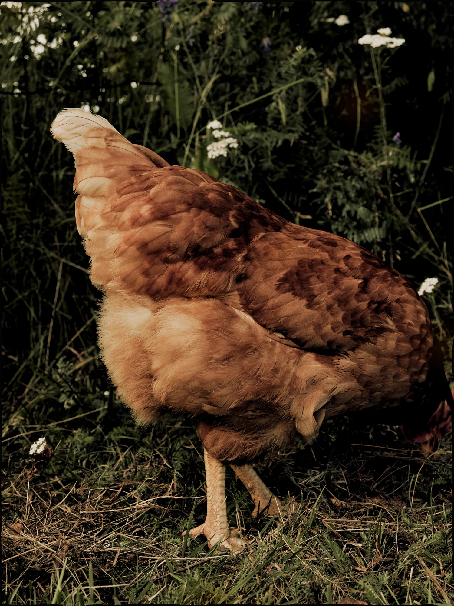 A brown and orange hen foraging in green grass and white wildflowers with its head down.