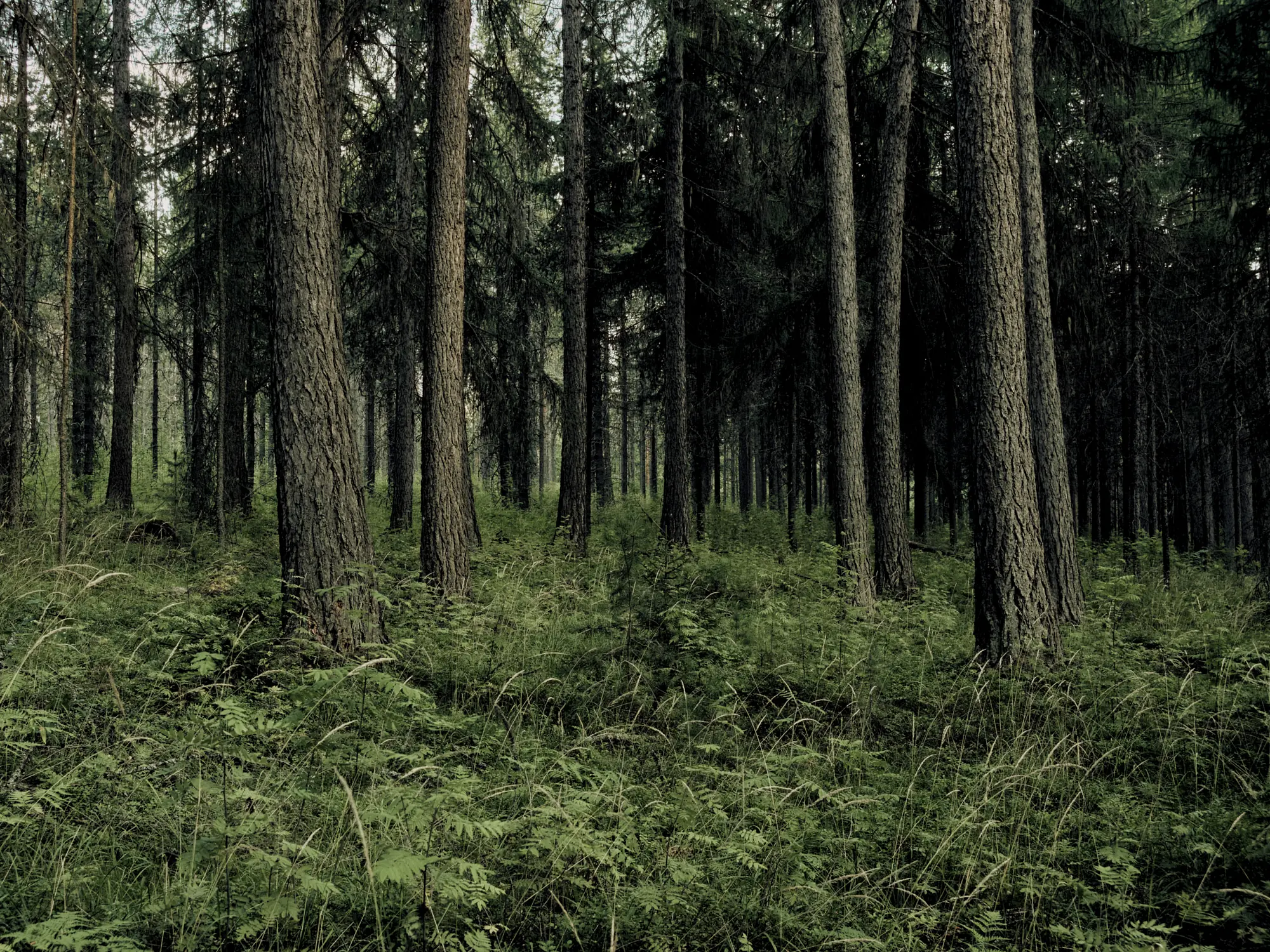 A dense coniferous forest with lush green fern undergrowth under soft light in Punkaharju, Finland.
